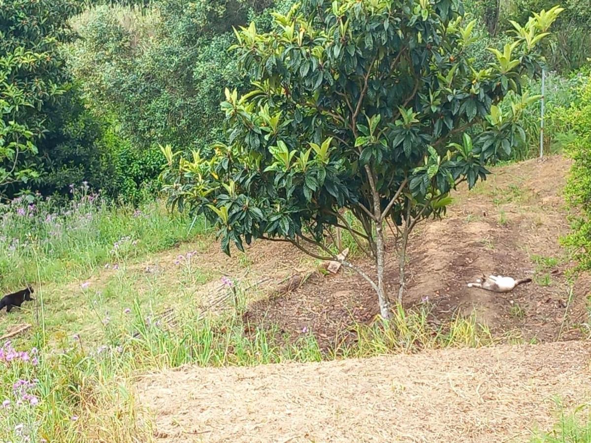 Serra das Alhadas Casa Do Sobreiro 2 Bed & Breakfast エクステリア 写真